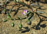 Spergularia marina