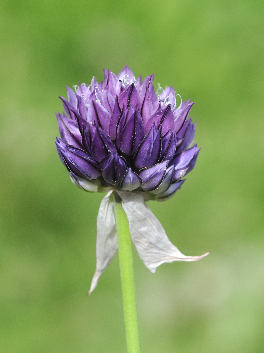Image of Allium aucheri specimen.