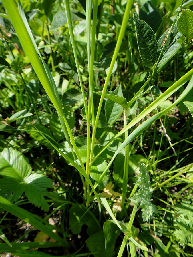 Изображение особи Allium splendens.