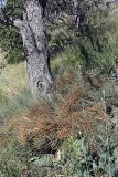 Ephedra equisetina