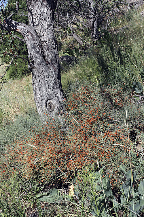 Image of Ephedra equisetina specimen.