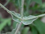 Lychnis coronaria