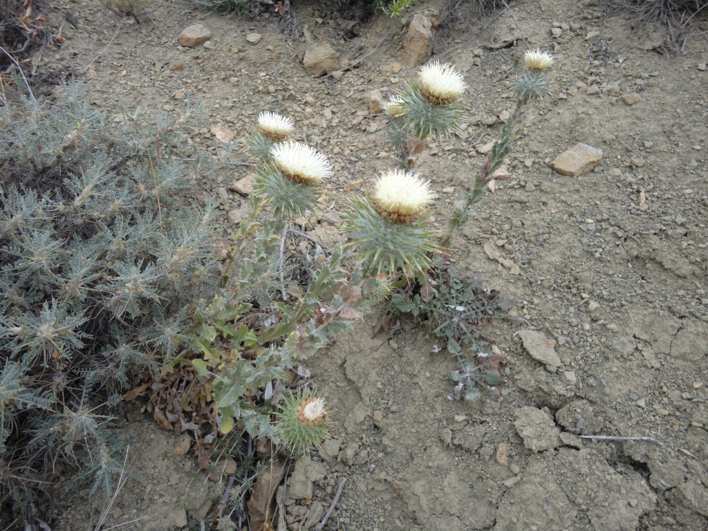 Image of Cousinia beckeri specimen.