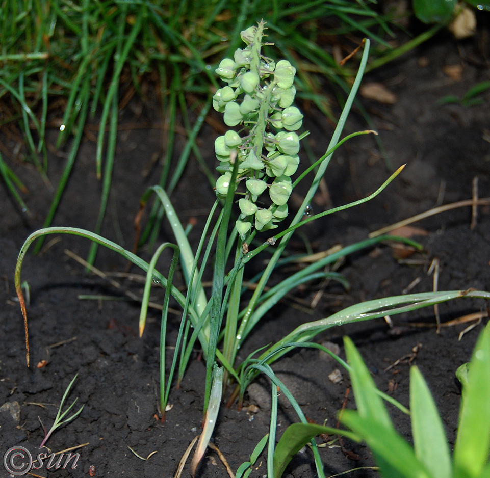 Изображение особи Muscari botryoides.