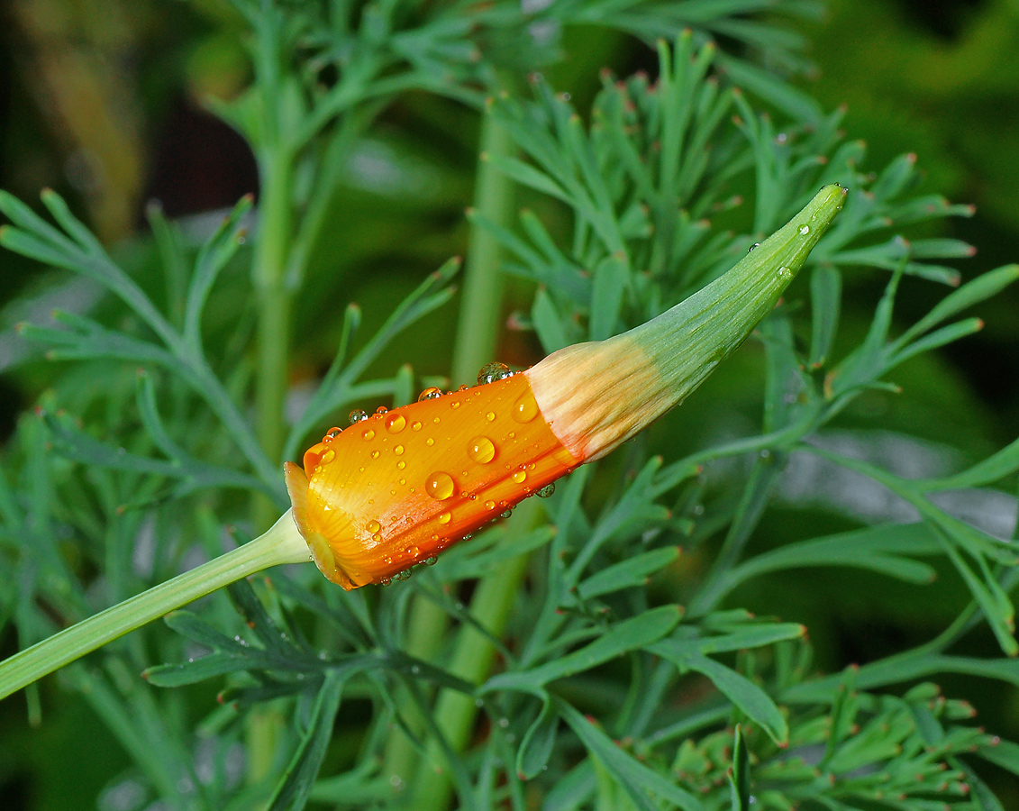 Image of Eschscholzia californica specimen.