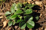 Fragaria chiloensis