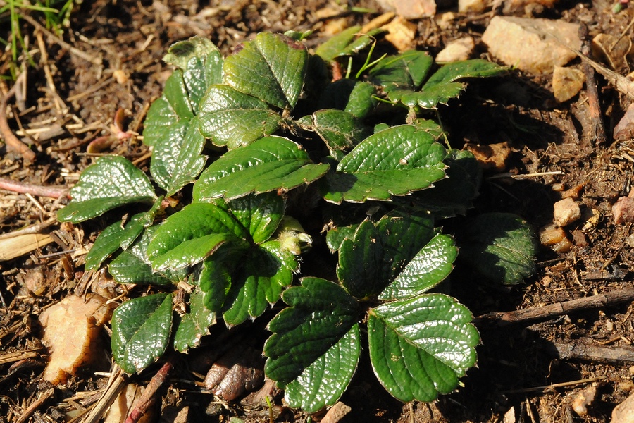 Изображение особи Fragaria chiloensis.