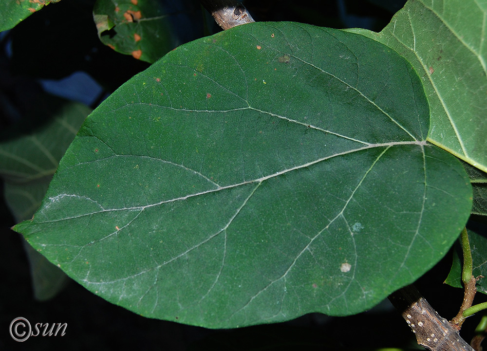 Image of Paulownia tomentosa specimen.