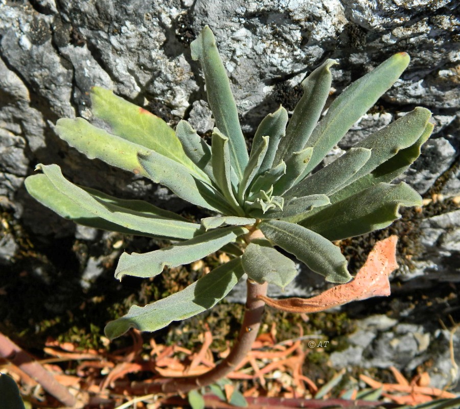 Image of Euphorbia characias specimen.