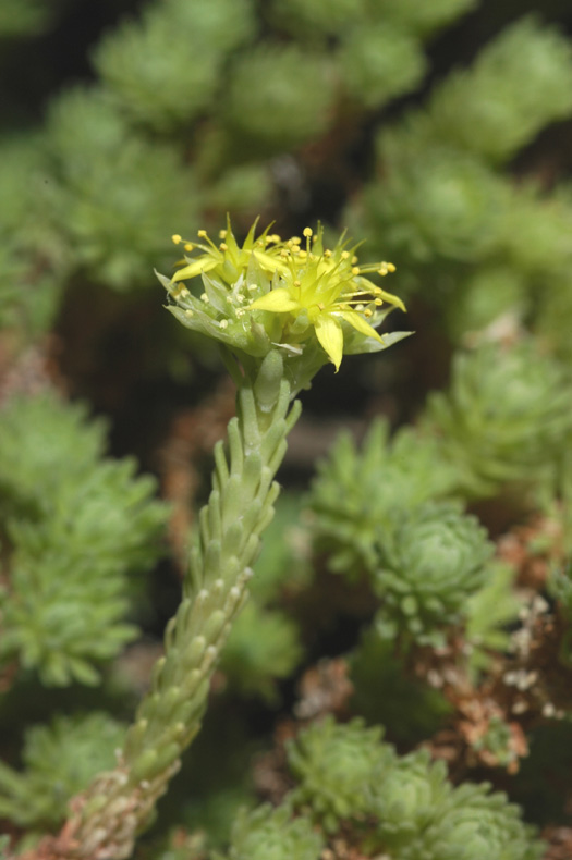 Image of Sedum multiceps specimen.