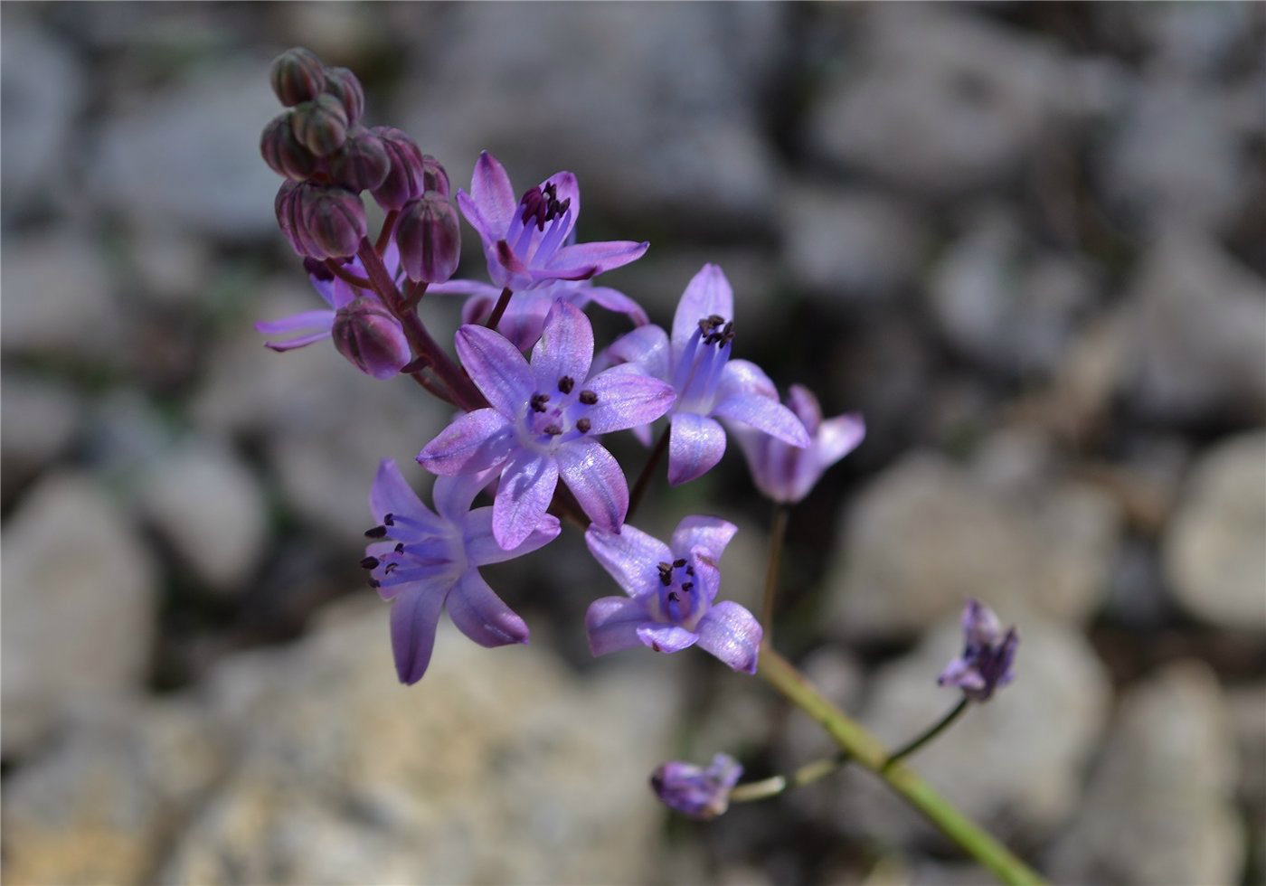 Image of Prospero autumnale specimen.