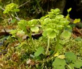 genus Chrysosplenium
