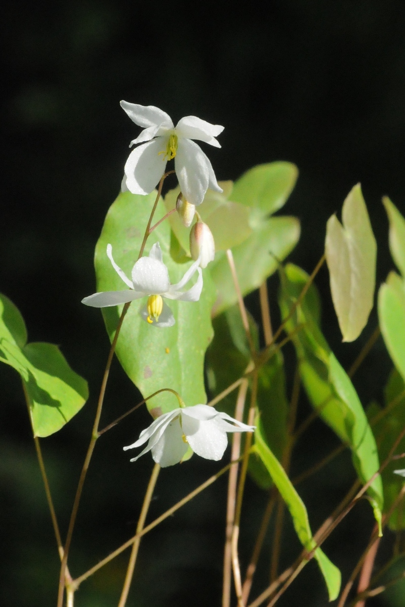 Изображение особи Epimedium diphyllum.