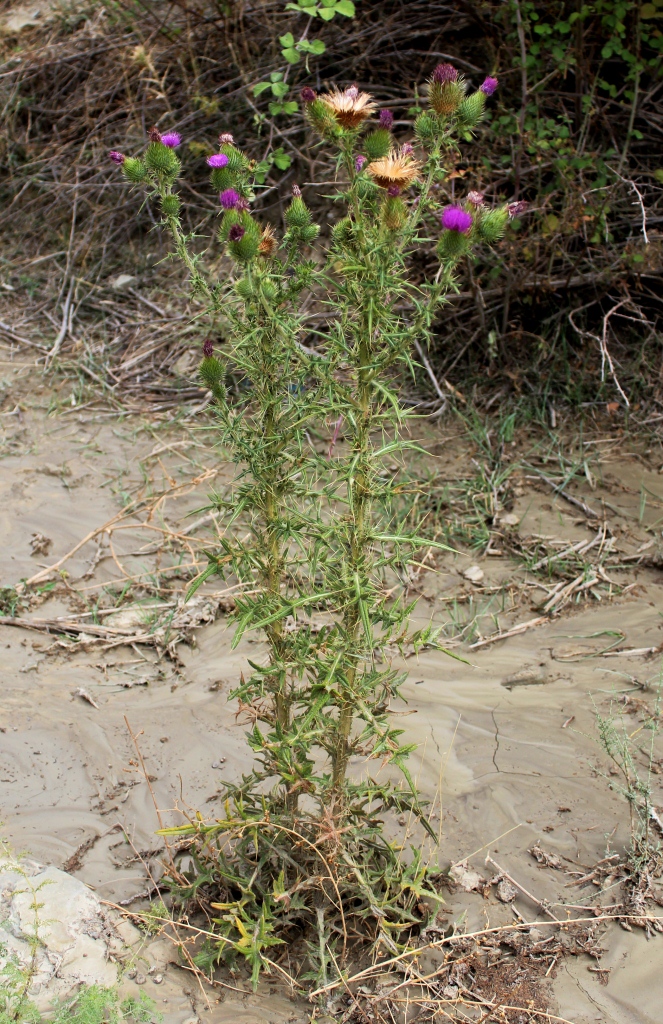 Image of Cirsium vulgare specimen.