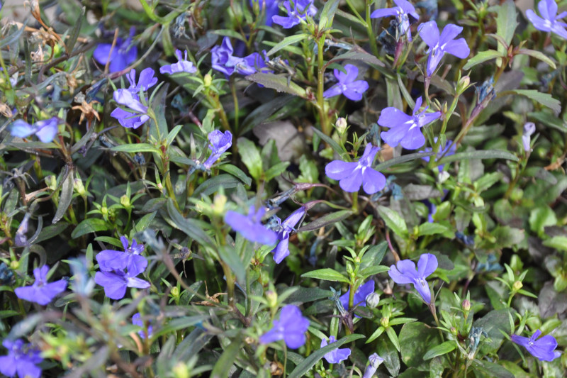 Изображение особи Lobelia erinus.