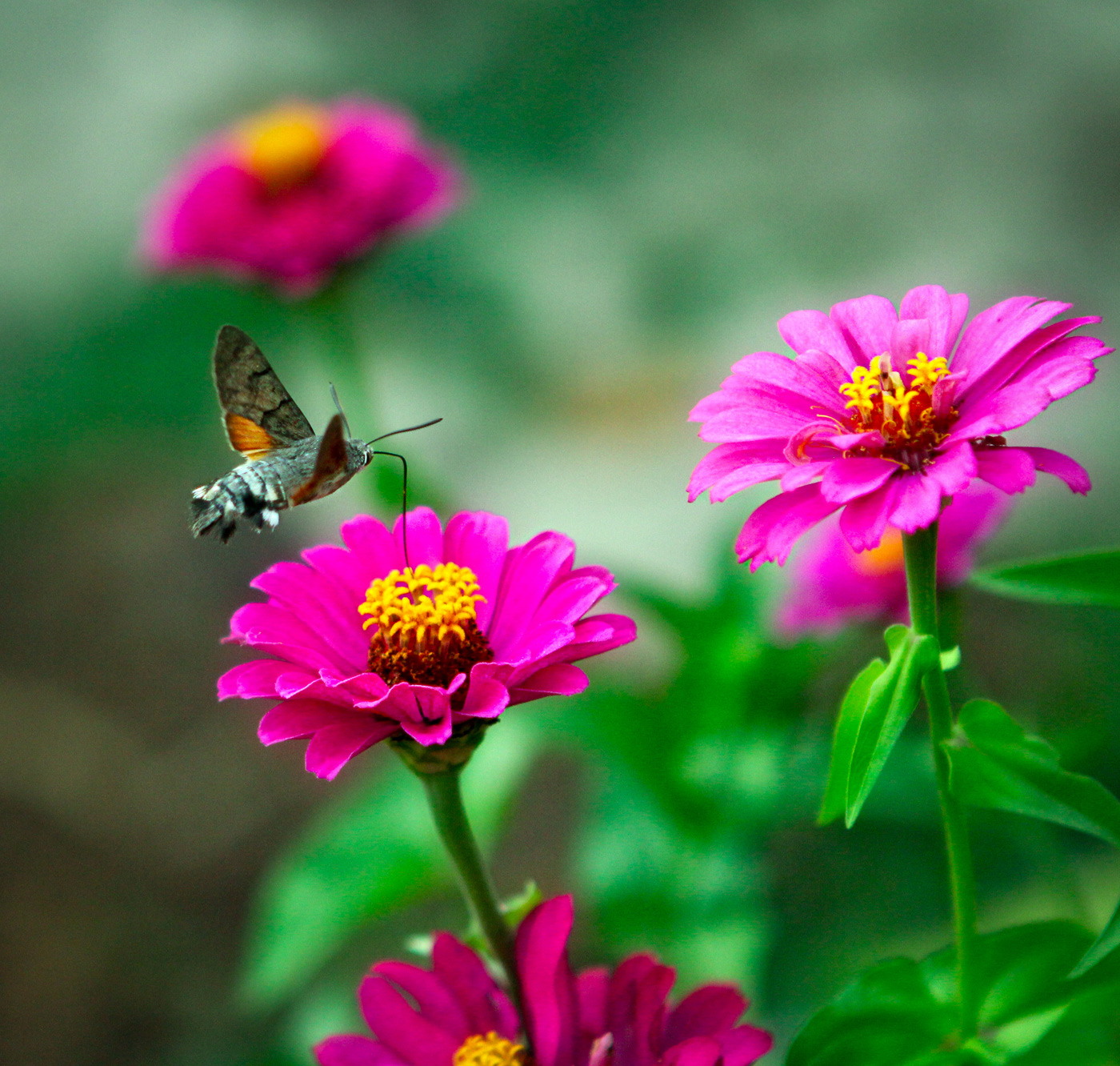 Изображение особи Zinnia elegans.