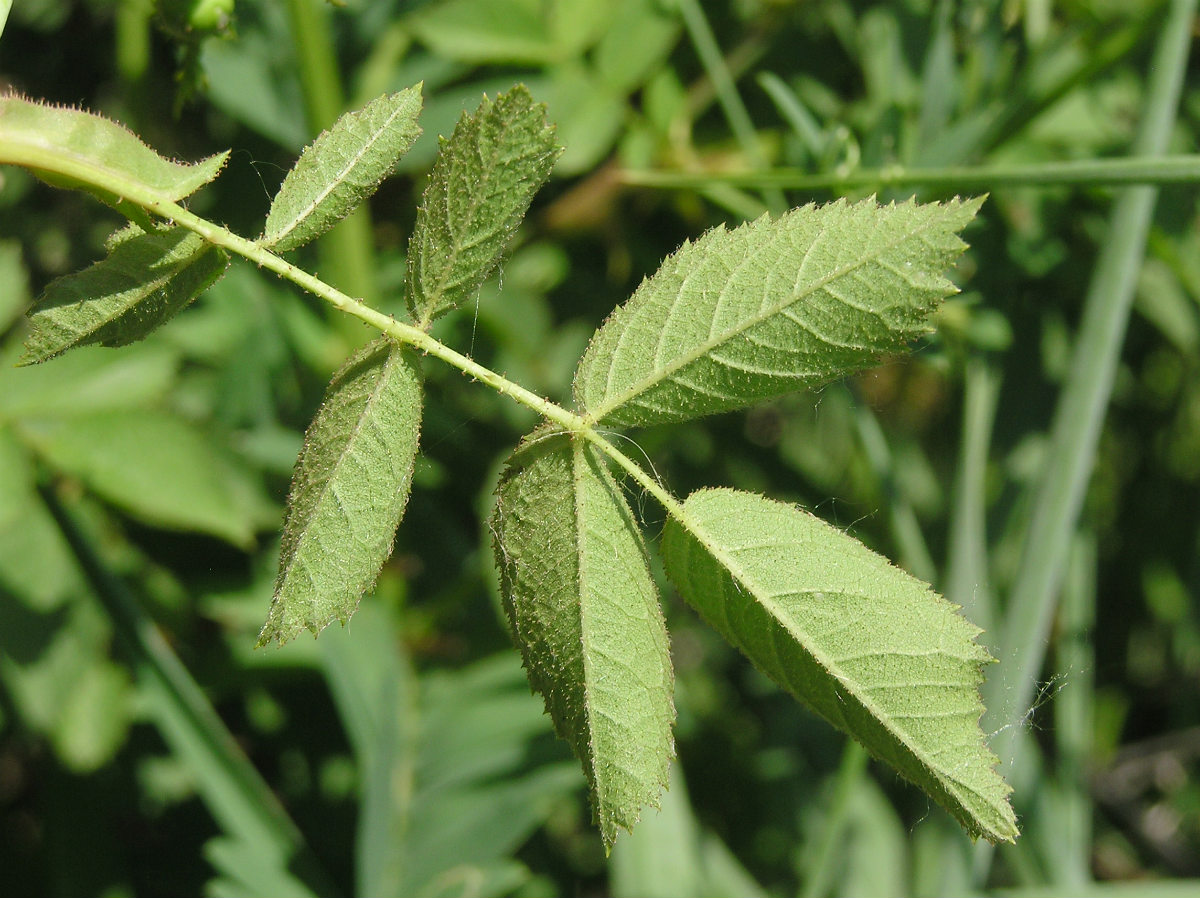 Image of genus Rosa specimen.