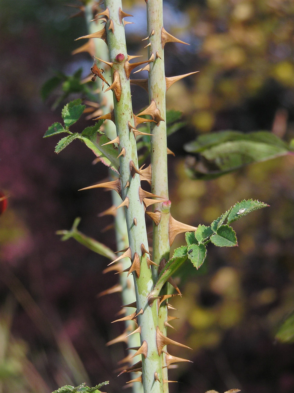 Image of genus Rosa specimen.