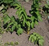 Pastinaca sativa