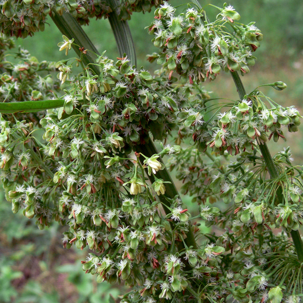 Image of Rumex confertus specimen.