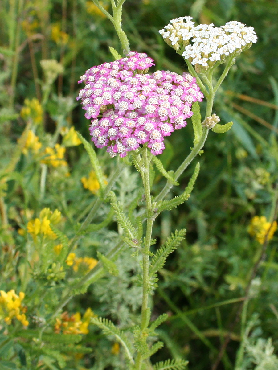 Изображение особи Achillea millefolium.