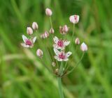 Butomus umbellatus