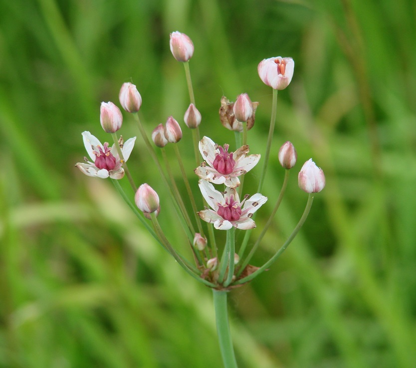 Image of Butomus umbellatus specimen.