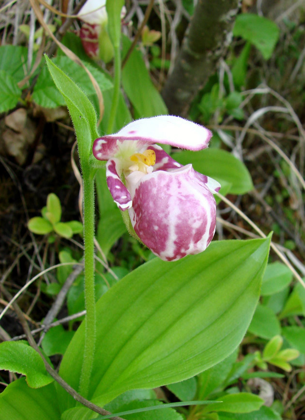 Изображение особи Cypripedium guttatum.