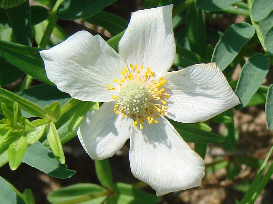 Изображение особи Anemone sylvestris.