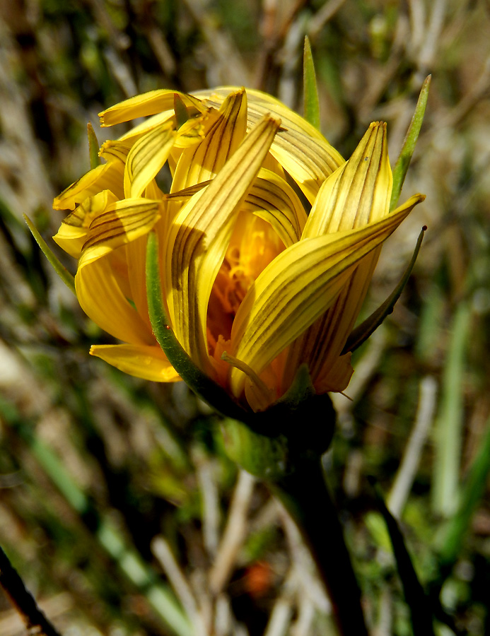 Image of Tragopogon pusillus specimen.