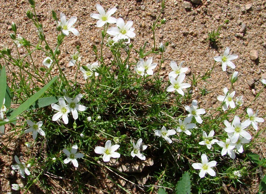 Image of genus Minuartia specimen.