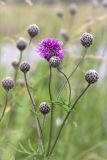 Centaurea scabiosa. Верхушка растения с распустившимся и нераспустившимися соцветиями. Ленинградская обл., Ломоносовский р-н, окр. дер. Лопухинка, заросшая разнотравьем обочина трассы. 18.07.2015.