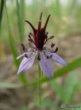 View full-size image Nigella segetalis
