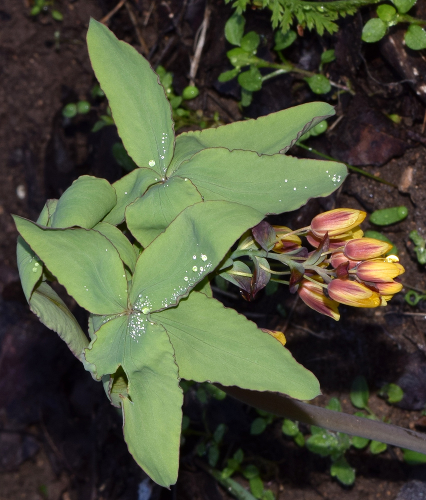 Изображение особи Gymnospermium alberti.