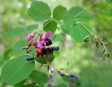 Lespedeza bicolor