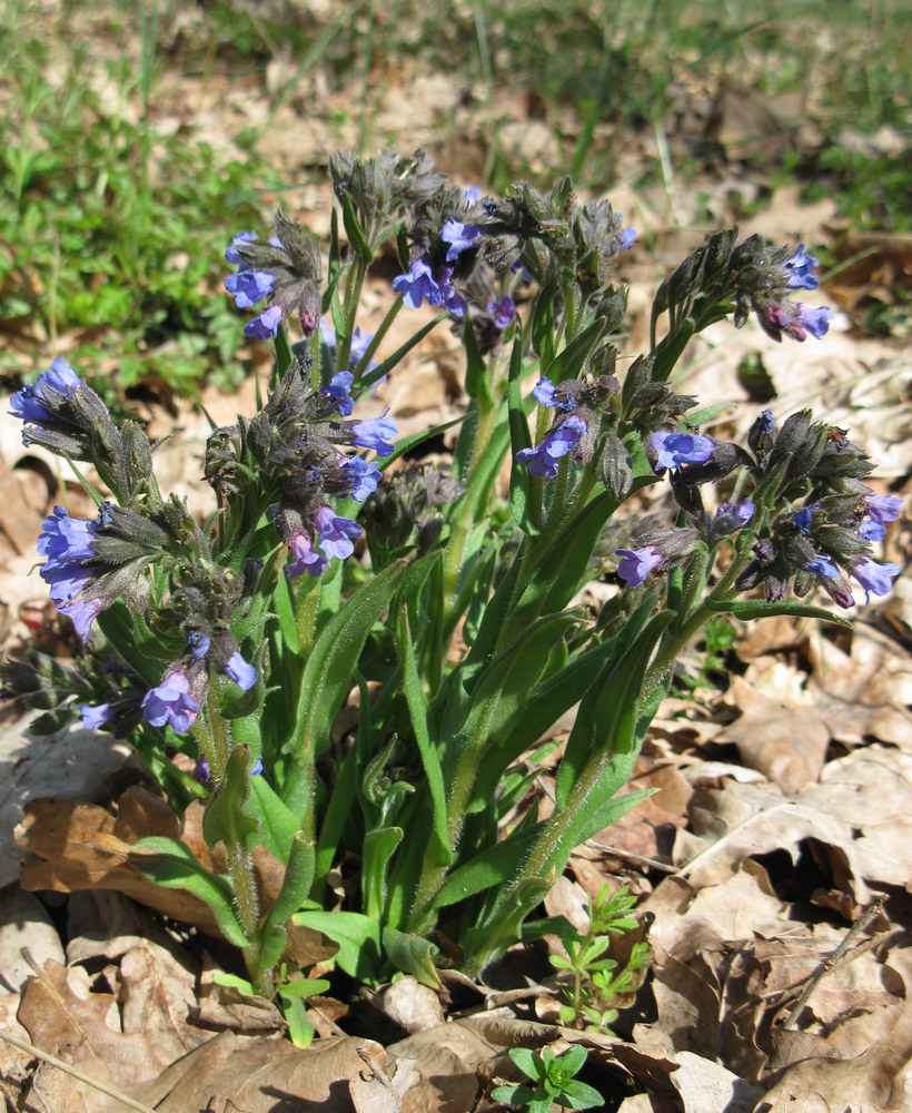 Image of Pulmonaria angustifolia specimen.