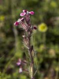 Silene gallica. Верхушка побега отцветающего растения. Греция, Эгейское море, север о-ва Парос, западный берег Наусской бухты, Микенский Акрополь; скалистый холм. 07.04.2015.