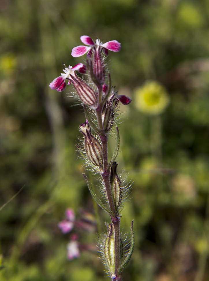 Image of Silene gallica specimen.