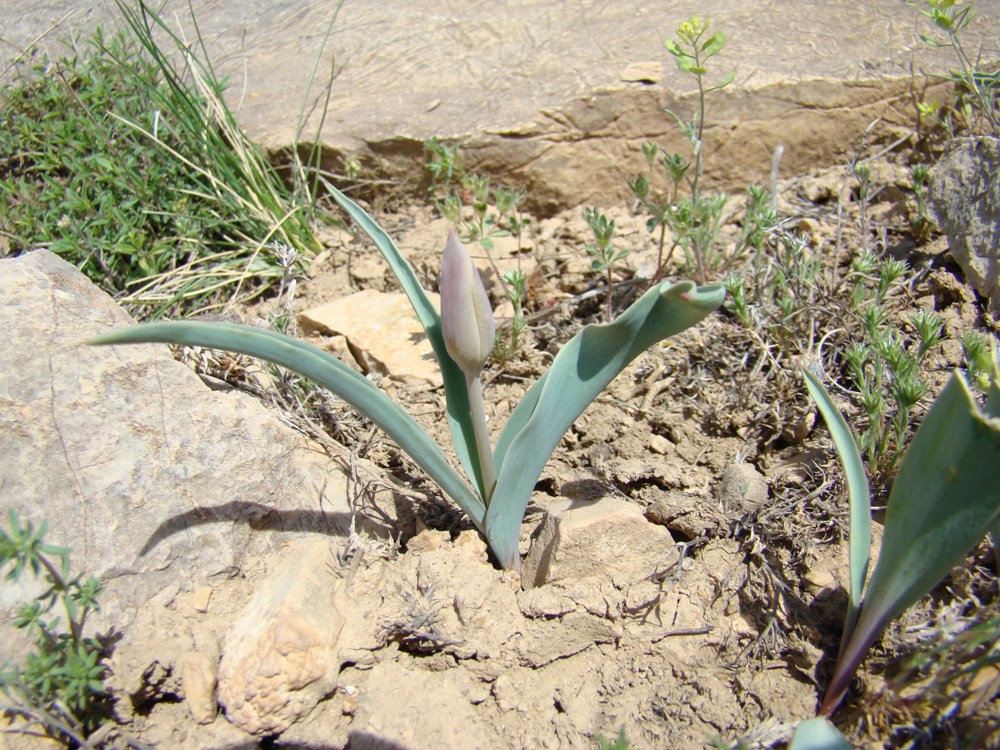 Image of Tulipa talassica specimen.