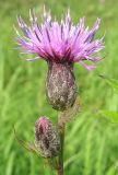 Serratula coronata. Верхушка цветущего растения. Окр. Томска, лесной луг. 09.08.2009.