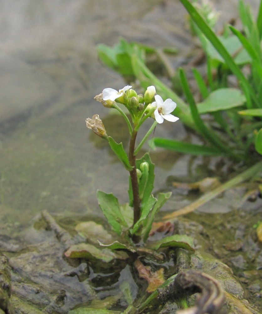 Image of Calepina irregularis specimen.