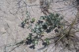 Eryngium maritimum