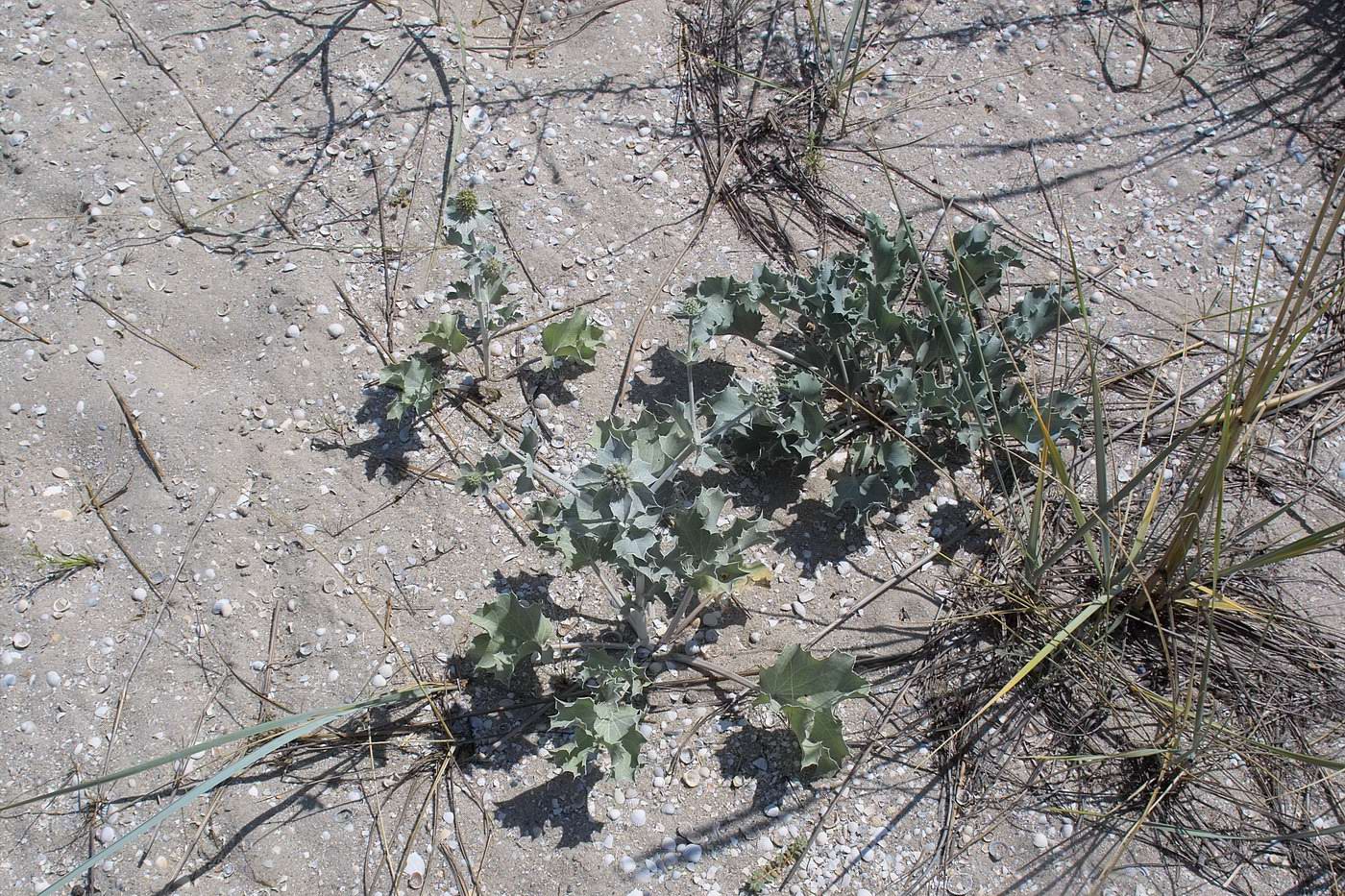 Изображение особи Eryngium maritimum.