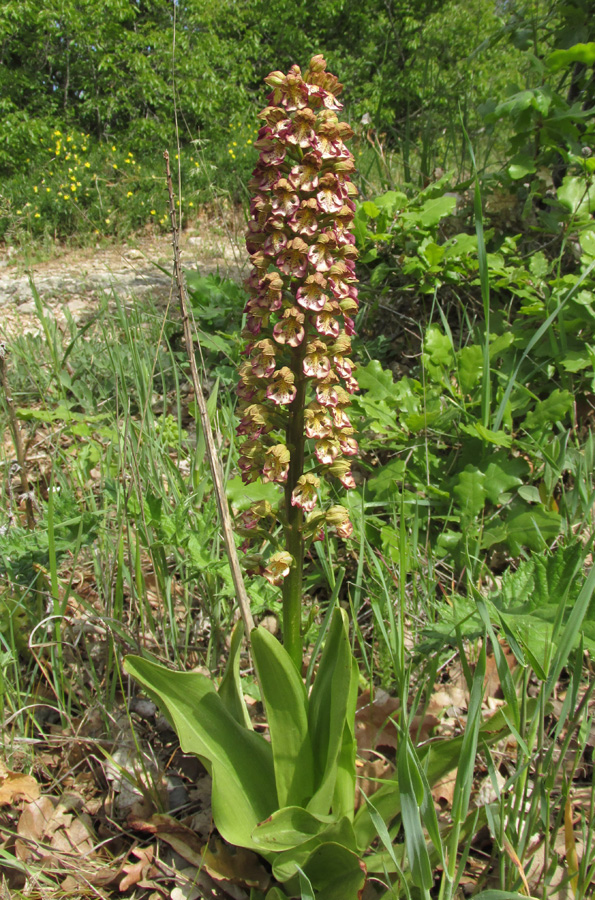 Изображение особи Orchis &times; wulffiana.