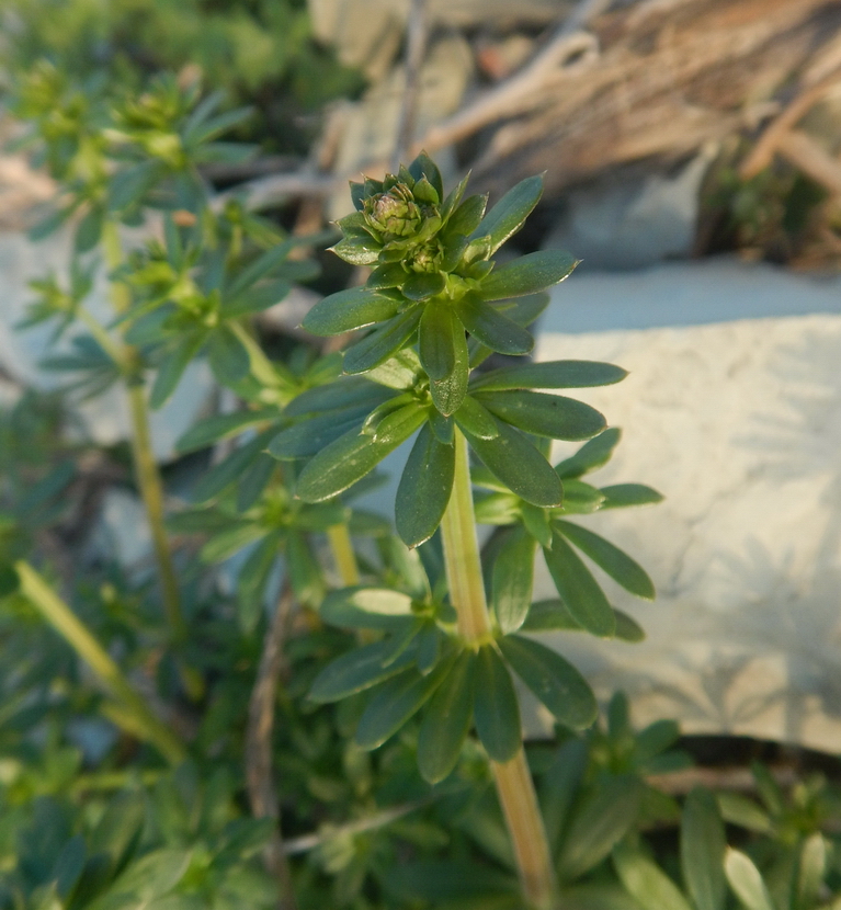 Изображение особи род Galium.