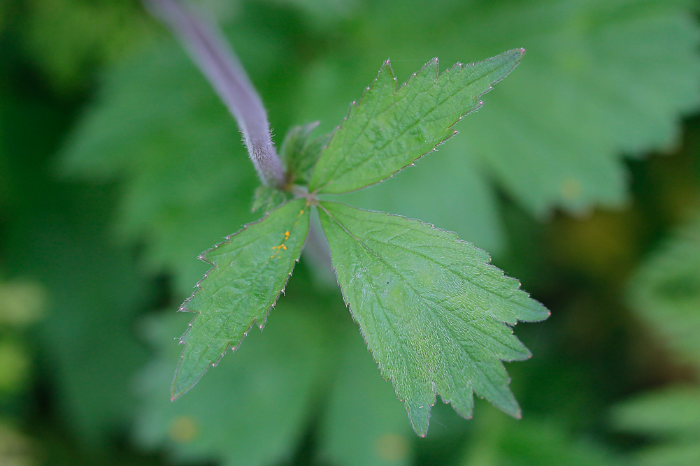 Image of Geum rivale specimen.