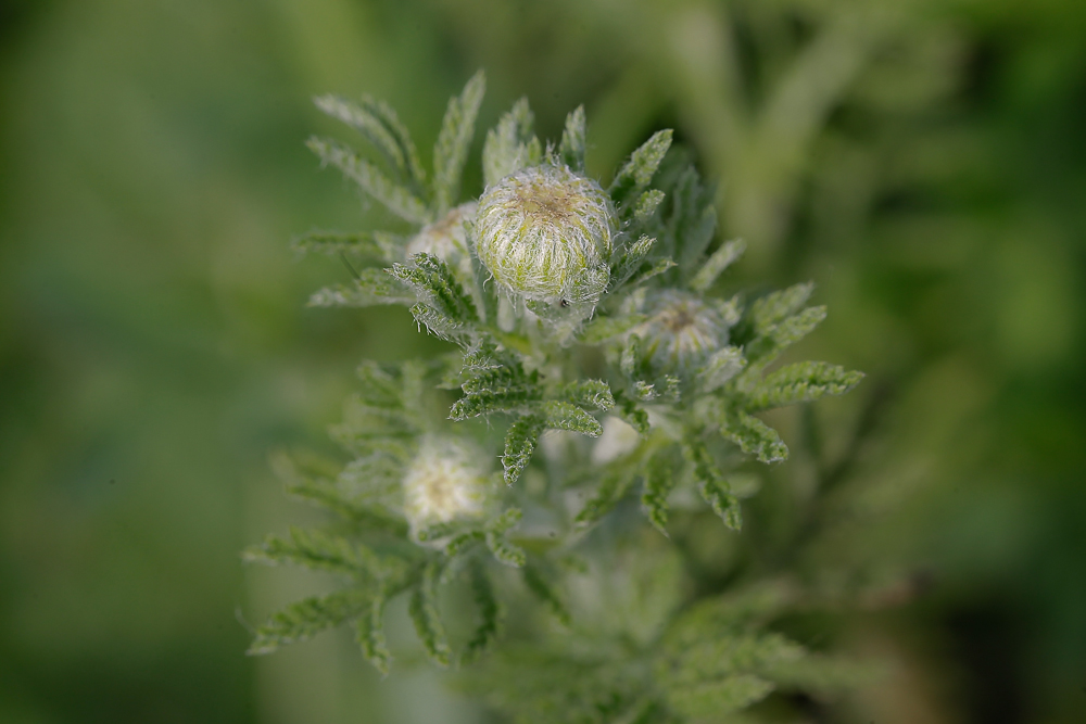 Image of Anthemis tinctoria specimen.