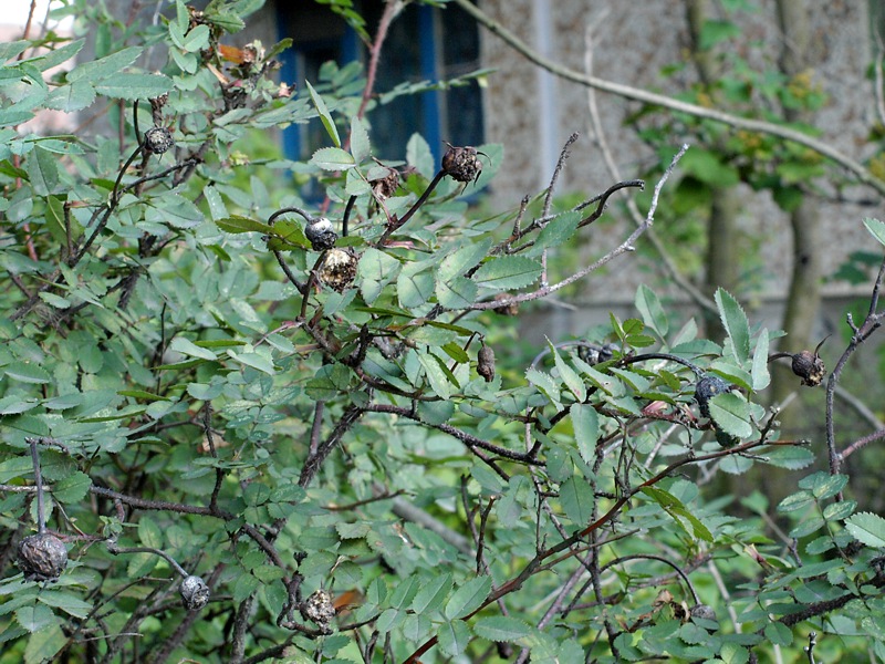 Image of Rosa spinosissima specimen.