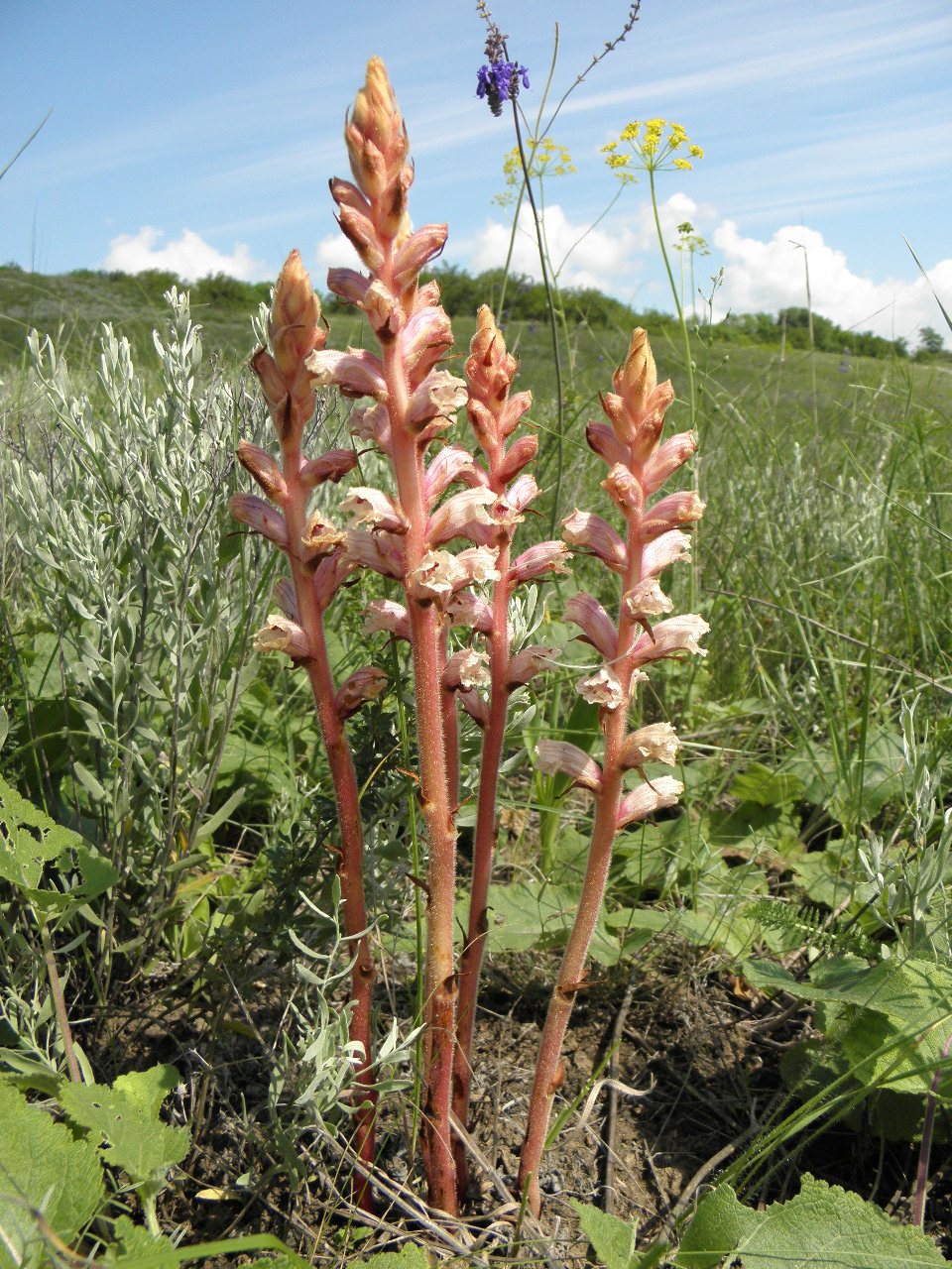 Image of Orobanche alba specimen.
