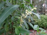 Sambucus australasica. Соцветие и листья. Австралия, г. Брисбен, ботанический сад. 13.02.2016.